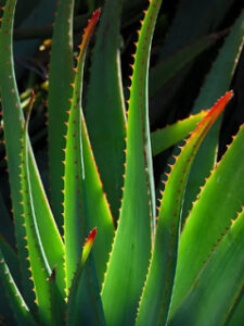 Read more about the article Aloe vera juice benefits || एलोवेरा जूस के ये फायदे जानकर चौंक जाएंगे || best no.1 booster