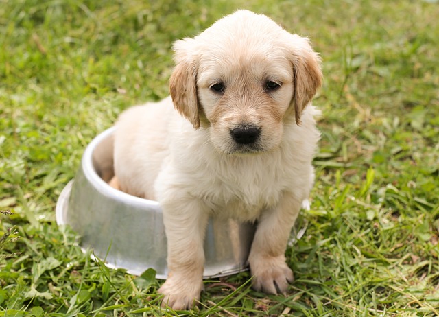 Read more about the article Pet care || कुत्तों की देखभाल का सबसे बढ़िया तरीका || best no.1 pet care tips